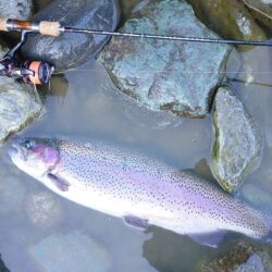 ポカポカの一日 ～天竜川ルアーフライテンカラ専用区～